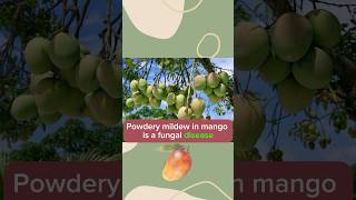 #how to protect your #mango from Powdery #mildew? #sulfur #fungicide #preventing #farming #agro