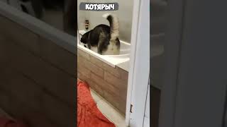 ПРИКОЛЫ С КОТАМИ и КОШКАМИ😹 РЖУ НЕ МОГУ😂😻👍 #shorts