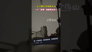 影子和猫咪互动