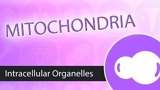 Intracellular Organelles- Mitochondria