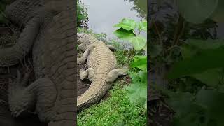 LES CROCODILES D'AFRIQUE