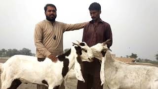 pure Sindhi bakriyan | gulabi Sindhi bakriyan in vehari | gulabi goats | goatfarming | sindhri bakra