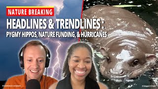 Hurricanes, Nature Funding, & Pygmy Hippos