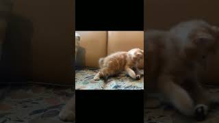 Funny Cat Video!!! 🤣 🤣🤣#cat#mice#funny#