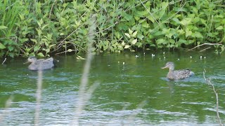 Gadwall, Hertford