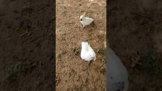 Getting Chased by Cockatoos🦜 😁🤣💖💛💜😄🤪❤️💚💜💛💖🧡💙, funny, funny animal videos #funny #subscribe #shorts