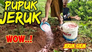 CARA MEMUPUK || Petani Jeruk