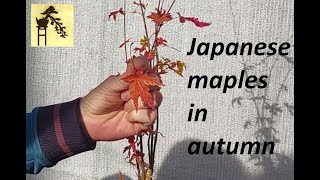 Japanese maples in autumn