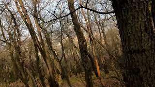 MTB Trieste Trails: Ferdinandeo Singletrack (2a parte)