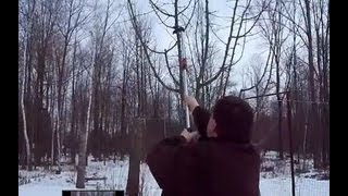 Spreading by Pruning -Macoun apple tree