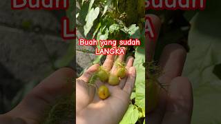 Ada yang pernah coba? #buahlangka #buahlangkadanunik #buahbuahan #buahunik #buah #santiet