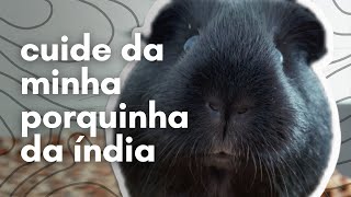 CUIDE DA MINHA PORQUINHA DA ÍNDIA MEDROSA — 20 minutos de companhia