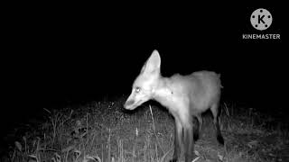 if you chew it louder, you enjoy it better, right? #trailcam #fox #wildlife #backyard #habitat