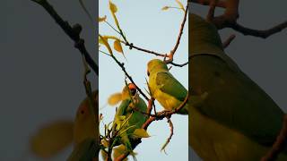 hit me like..♥️.. tadow #parrot #birds #ytshorts