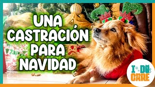 Castramos a este perro de 12 años! Nunca es demasiado tarde para castrar