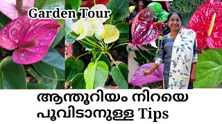 How to make anthurium bloom year-around || Anthurium plant care tips || Indoor flowering plant