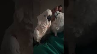 Morning hangout time with Lily and Peaches #birds #cockatoo