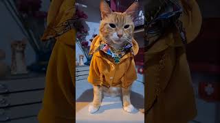 🙀 Gato FASHION 🤯😱😂😂 #mascotas #gatos #cat #moda #fashion #socialmedia #catvideos #catlover