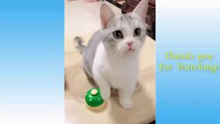 Funny cats and dogs  Funny Animals Compilation