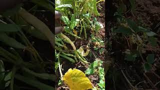 Mature beans ready for harvest #food #farming #farm #goodfood #beans #harvest #health