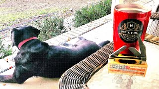 "A man, his dog, coffee and a new knife"!! 💯🔪🐕❤️ #whatyatotin #usa #traditional #knife #edc #trading