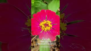 Grow Zinnias with Ease and Attract Pollinators #shorts