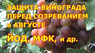 ЗАЩИТА ВИНОГРАДА ПЕРЕД СОЗРЕВАНИЕМ: ЙОД,  МФК, и другие Заботы 2-ой декады Августа