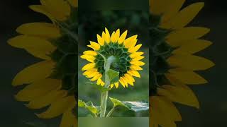 Beautiful sunflower # planting ideas#ytshortsvideos #homedecoridea