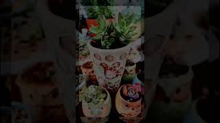 #succulentgarden #intristv #plantita #growingsucculents #aestethic #wednesdayaddams