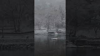 Snowfall in Arashiyama, Kyoto #shorts #kyoto #kyototrip #snow #snowfall #asmr #asmrsounds #voyage