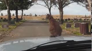 Riding cat