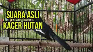 SUARA ASLI KACER HUTAN, BAGUS BUAT PANCINGAN KACER MALAS BUNYI