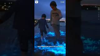 bioluminescent beach 😲😨 #shorts #fact #facts #gk #ytshorts