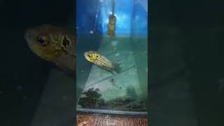 Mini friend #shorts #fish  #shortvideo #viralvideo