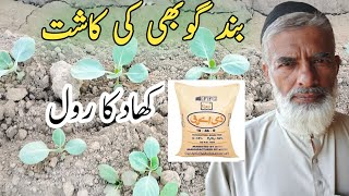 DAP Fertilizer Benefits / DAP khad ke faiday/ Murad Ali Rehmani