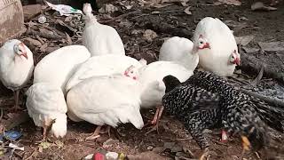 white guinea fowl for sale 8103145060