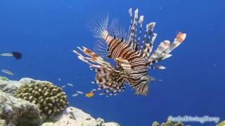 Lionfish @ Kuredu Caves   Maldives