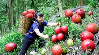 How to Harvest red Gac Fruit, goes To Market Sell - Harvesting and Cooking |Tieu Vy Daily Life