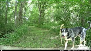 Jeff's Trail Cam 6/5/22