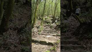 Forest walk Shivapuri National Park