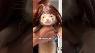 Found a little ferret 🥰💗 #animals #cute #shortvideo #shorts #story #cuteanimals #ferret