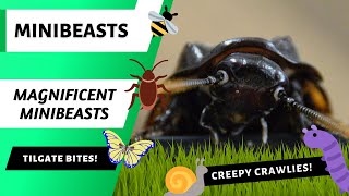 Magnificent Minibeasts!