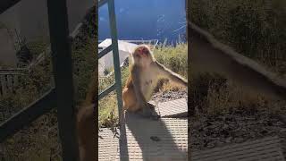 Monkey Makes Incredible Catch of Flying Biscuit! #monkey #fun #youtubeshorts #feeding #himachal