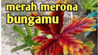 Bunga Aechmea chantinii yang cantik merah merona tahan lama