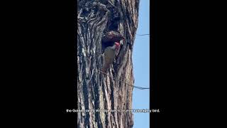 33-GOLDEN TAILED WOODPECKER #willdlife #birds #birdslover #discovery #animals #woodpecker #bird