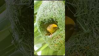 Engineering #birds #nature #shorts