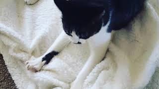 How To Properly Bake Biscuits with Maxx. Kneading the dough. Kitty playing Adorable Cat.