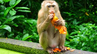 Feeding poor monkey Lila with papaya & she is very glad