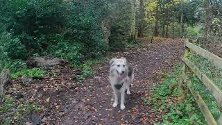 Wolfie in Big Wood