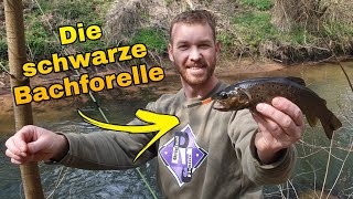 Die schwarze Bachforelle || Forellenangeln am Bach